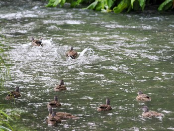 2022年8月13日(土) 福井緑地(札幌市西区)の野鳥観察記録