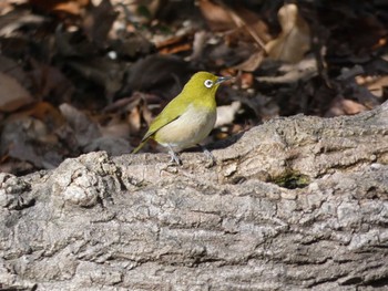 メジロ 長居公園植物園 2018年1月25日(木)