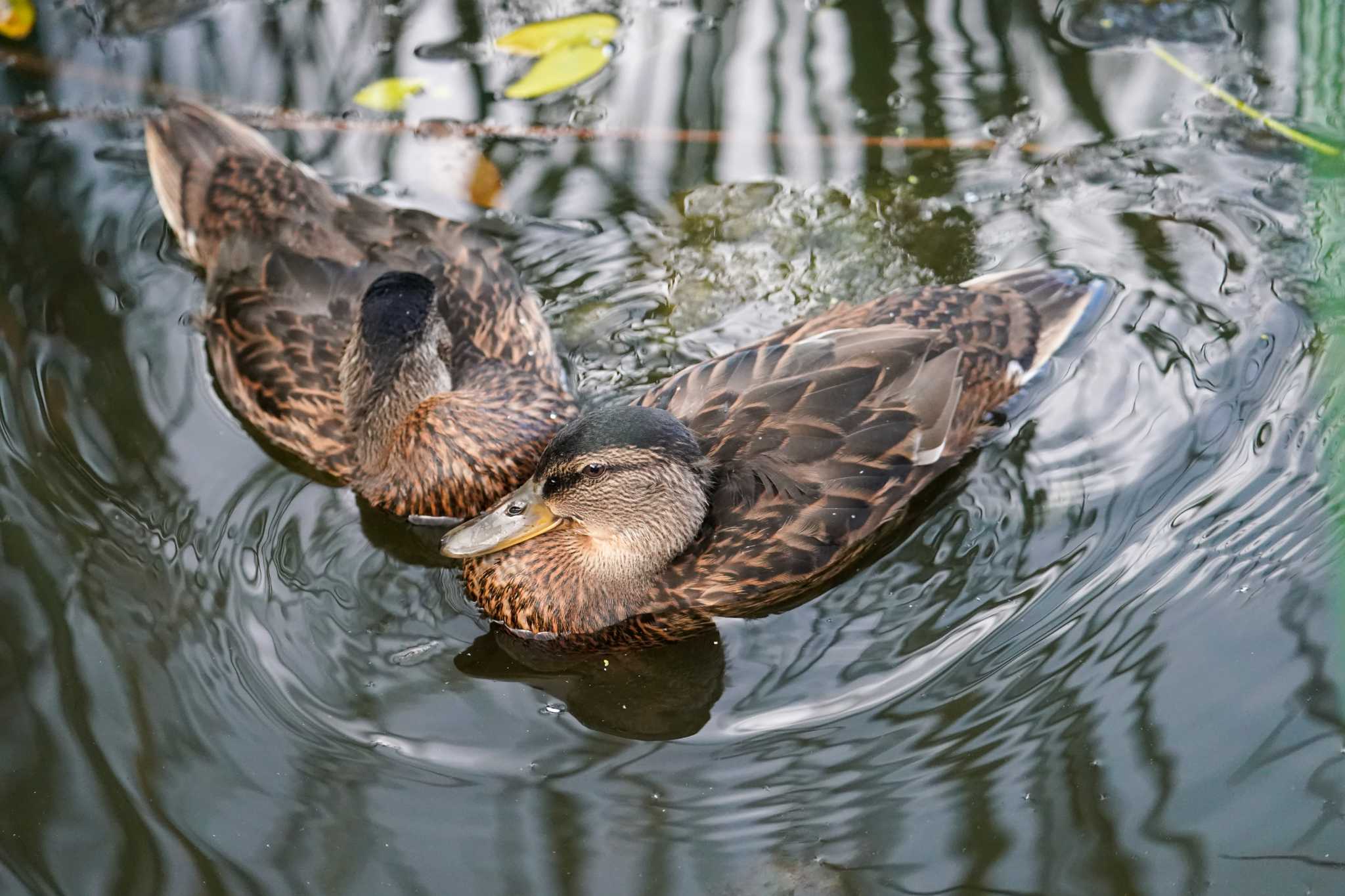 五天山公園(札幌市西区) マガモの写真 by 98_Ark (98ｱｰｸ)