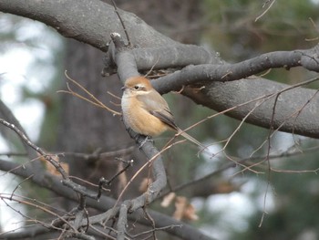 モズ 長居公園植物園 2018年1月25日(木)