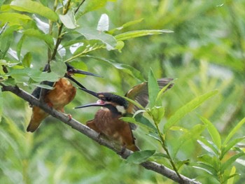 カワセミ 発寒川緑地(札幌市西区) 2022年8月14日(日)