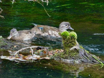 2022年8月12日(金) 日光湯川の野鳥観察記録