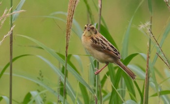 Ochre-rumped Bunting 仏沼湿原 Fri, 8/12/2022