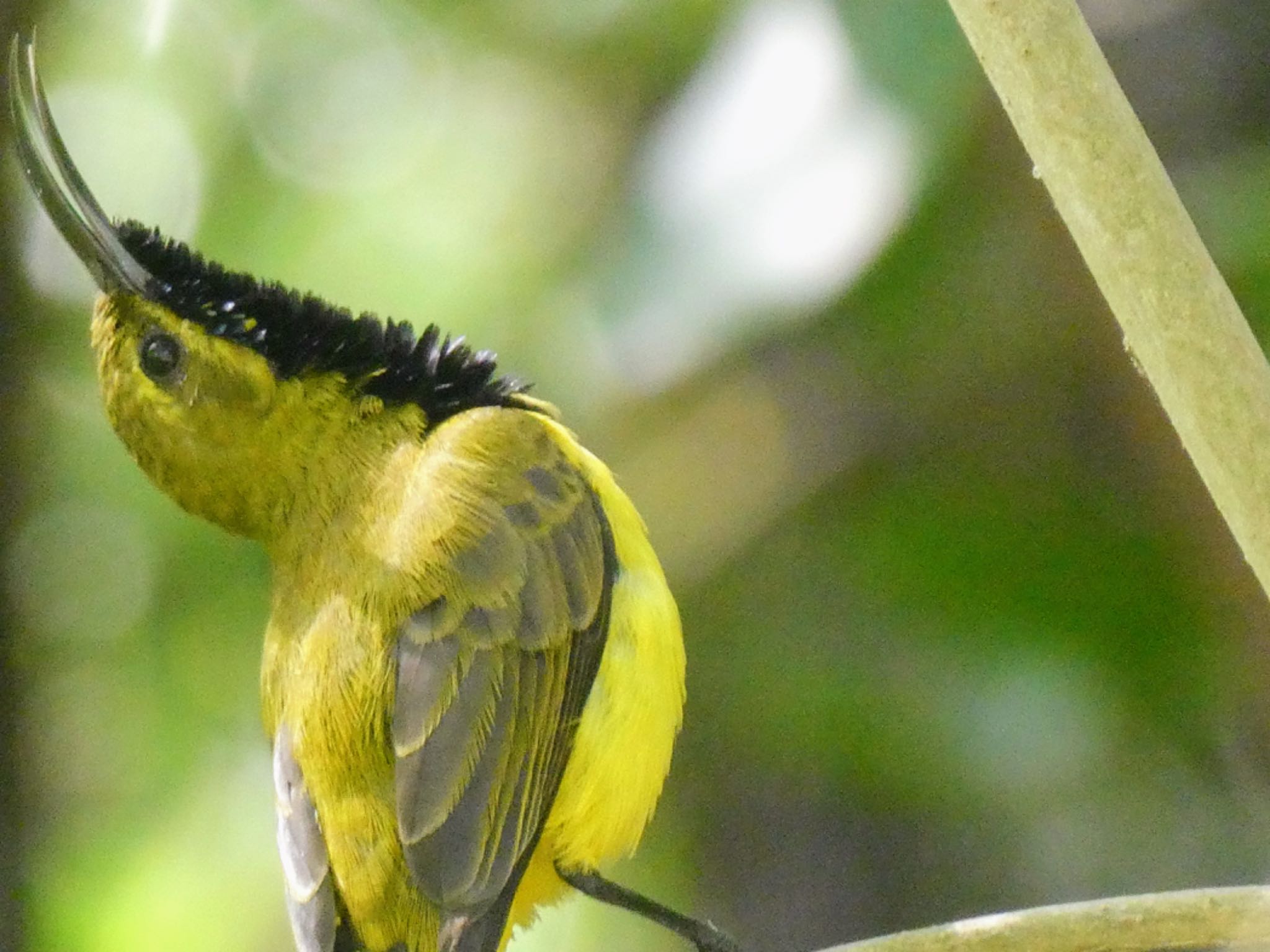 Esplanade(Cairns) キバラタイヨウチョウの写真 by Maki