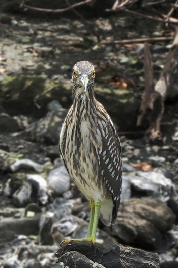 Black-crowned Night Heron Tokyo Port Wild Bird Park Sun, 8/14/2022