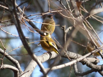 カワラヒワ 長居公園植物園 2018年1月25日(木)