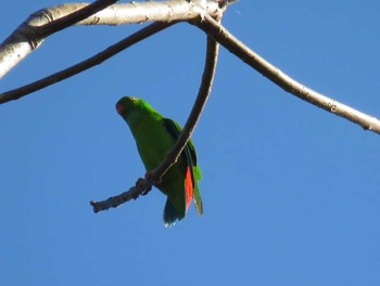 Vernal Hanging Parrot Cat Tien National Park Unknown Date