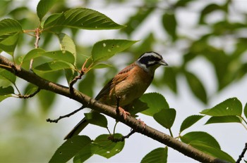 ホオジロ 馬見丘陵公園 2022年6月19日(日)