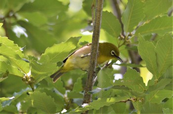 メジロ 馬見丘陵公園 2022年6月19日(日)