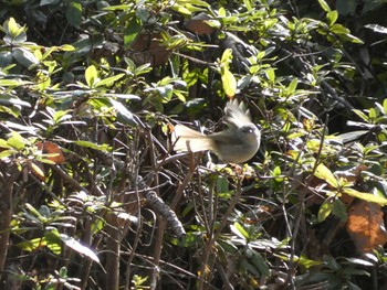 未同定 長居公園植物園 2018年1月25日(木)