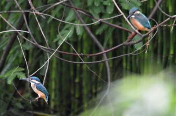 カワセミ 長居植物園 2022年6月22日(水)