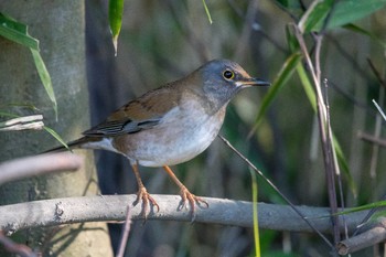 Pale Thrush Akashi Park Fri, 1/12/2018