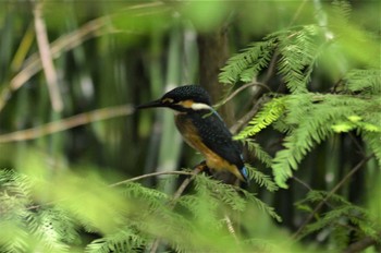 カワセミ 長居植物園 2022年6月23日(木)