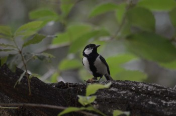 シジュウカラ 長居植物園 2022年6月23日(木)