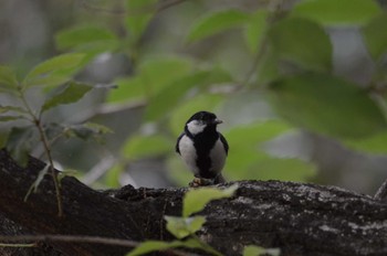 シジュウカラ 長居植物園 2022年6月23日(木)