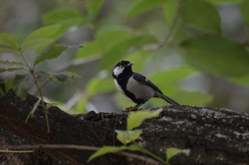 シジュウカラ 長居植物園 2022年6月23日(木)