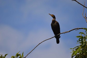 カワウ 長居植物園 2022年6月26日(日)