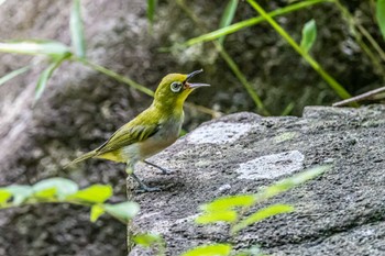 メジロ 金ヶ崎公園(明石市) 2022年7月29日(金)