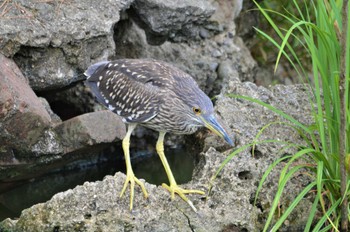 ゴイサギ 長居植物園 2022年8月13日(土)