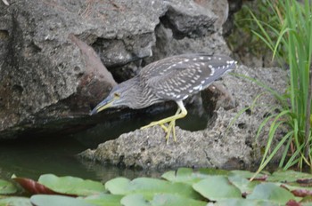 ゴイサギ 長居植物園 2022年8月13日(土)