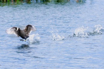 Eurasian Coot 大沼(宮城県仙台市) Mon, 7/18/2022