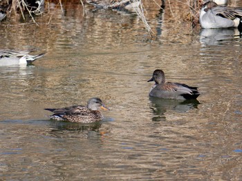 Gadwall 辰巳公園(長野県) Sat, 1/20/2018