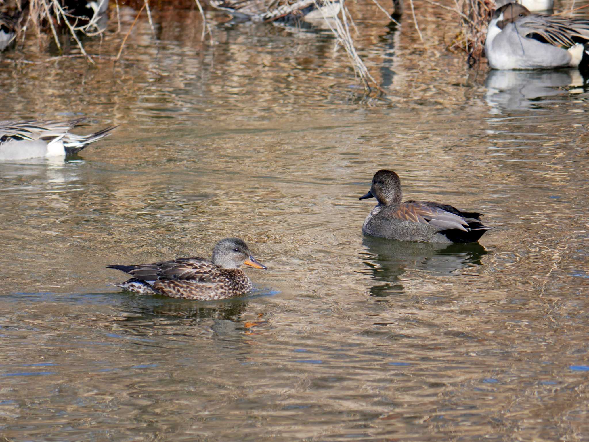 Photo of Gadwall at 辰巳公園(長野県) by toriharu