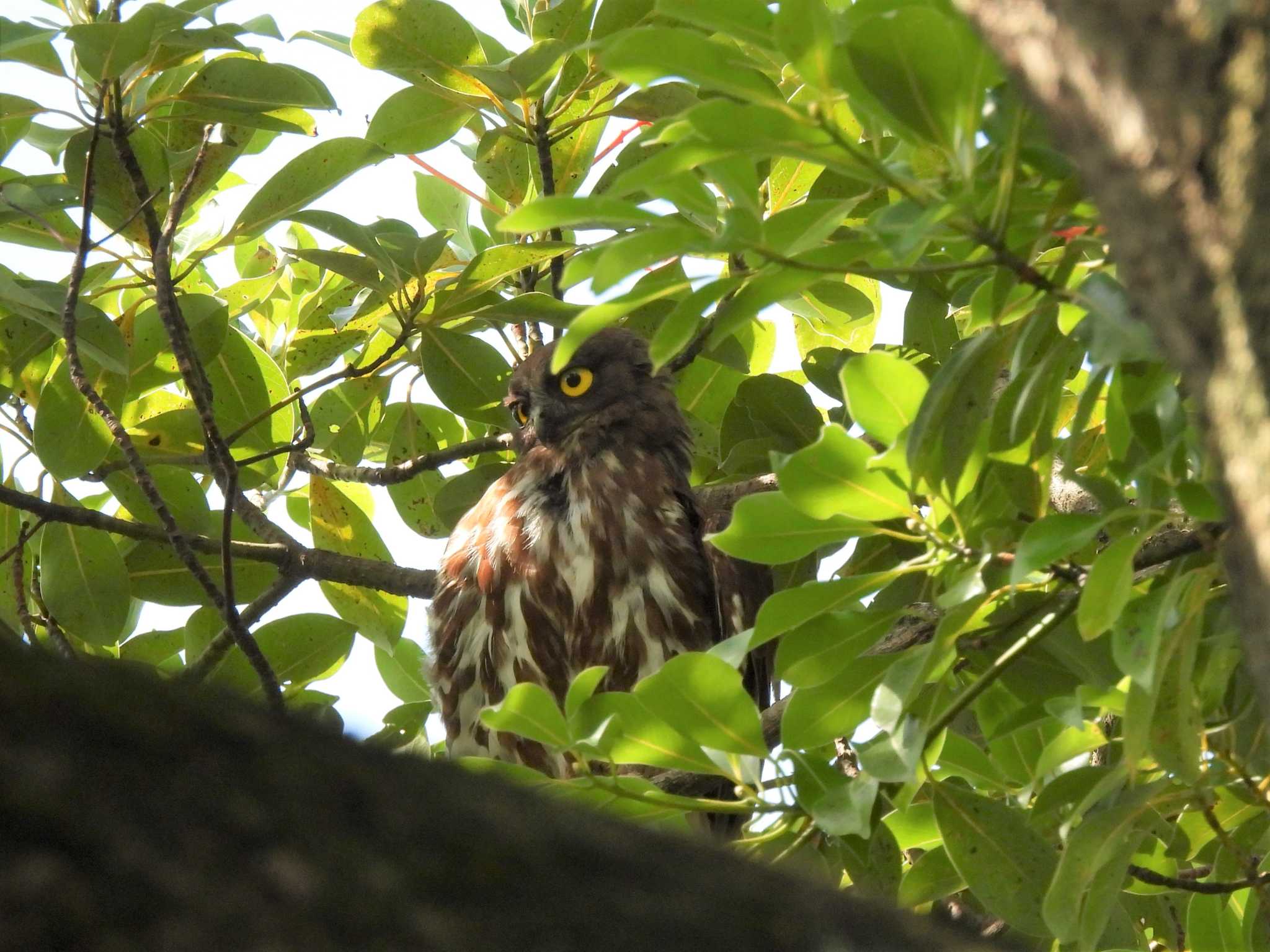 平塚市 アオバズクの写真 by モーさん