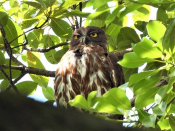 Mon, 8/15/2022 Birding report at 平塚市