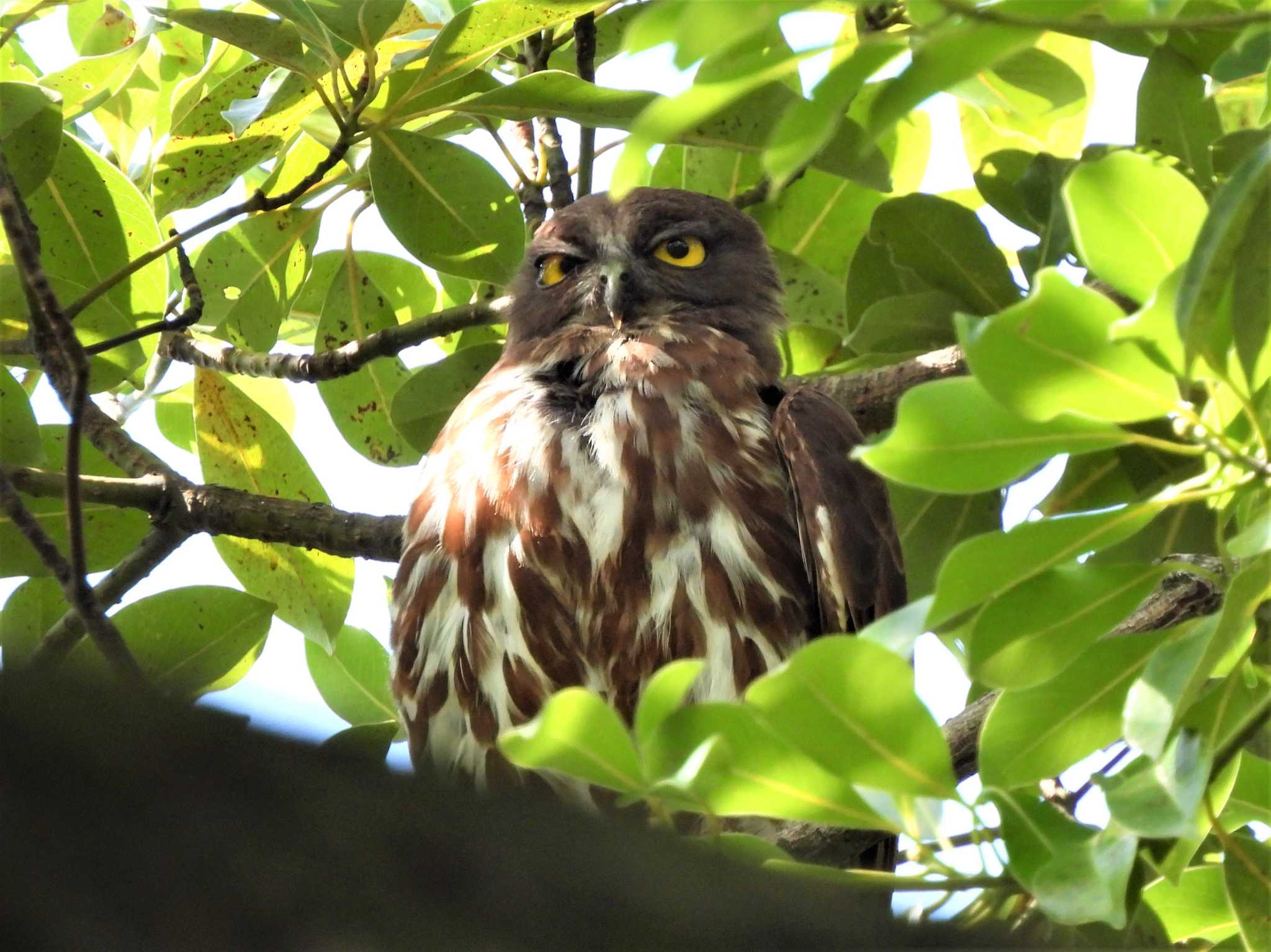 平塚市 アオバズクの写真 by モーさん