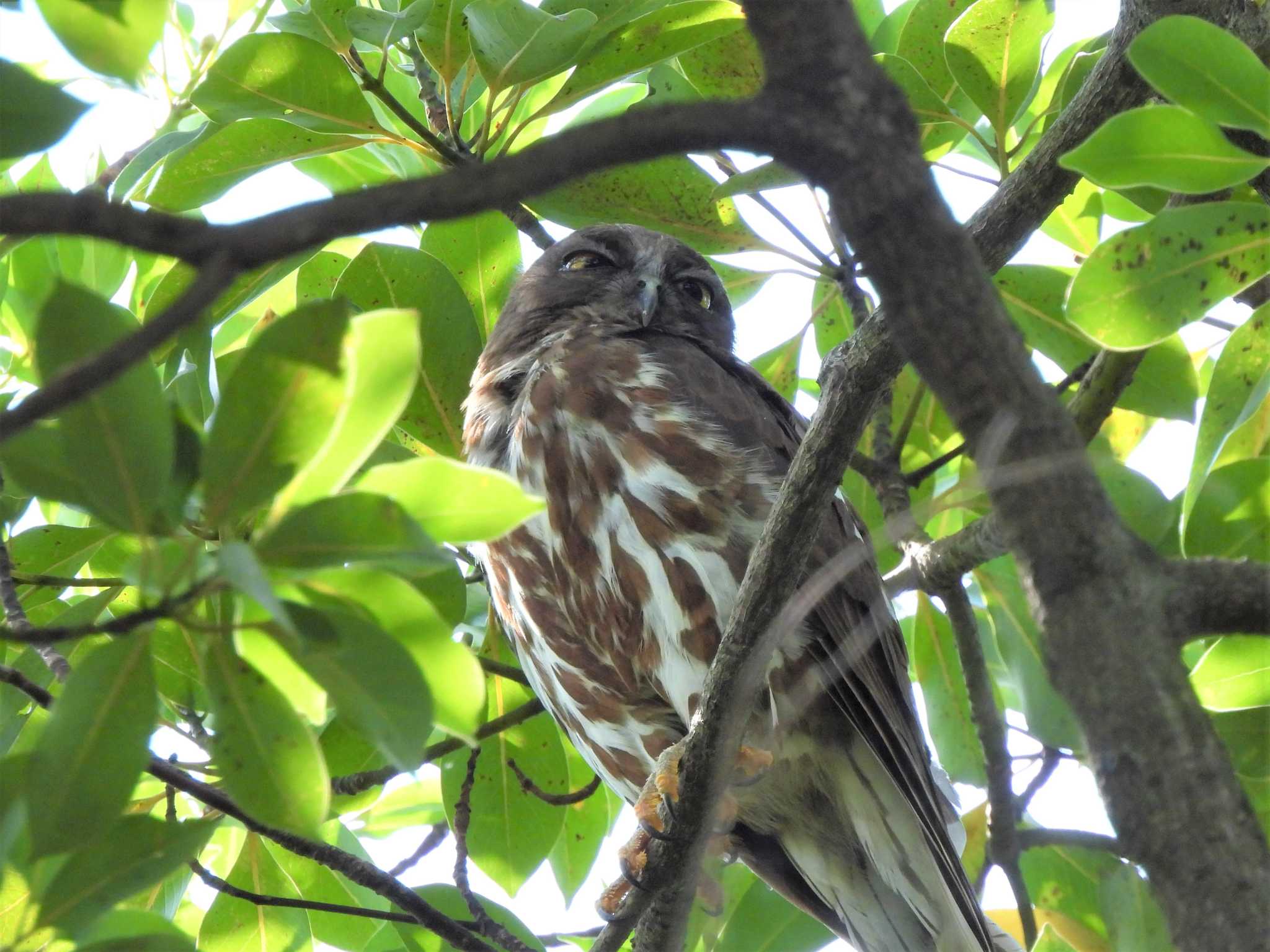 平塚市 アオバズクの写真 by モーさん