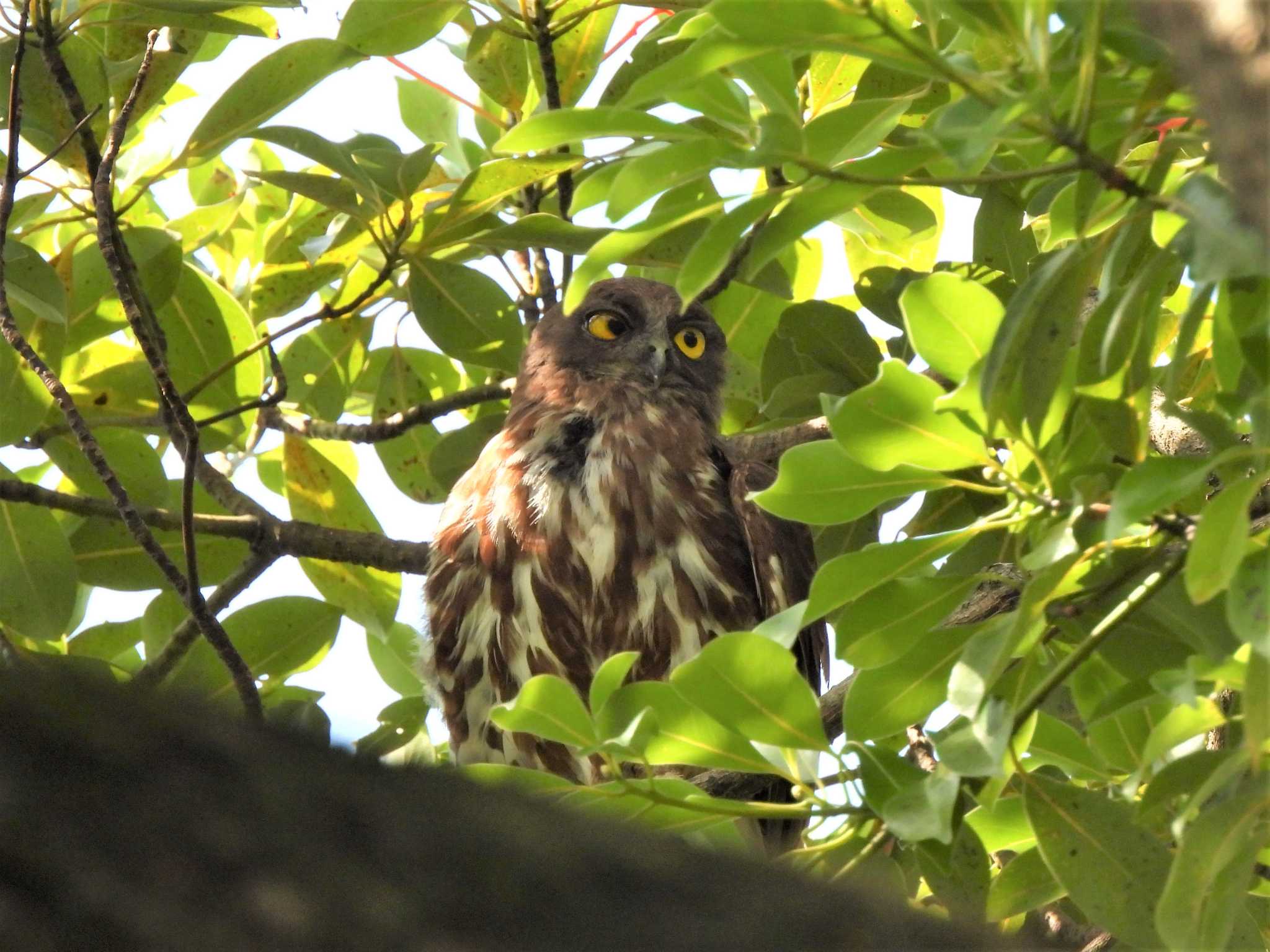 平塚市 アオバズクの写真 by モーさん