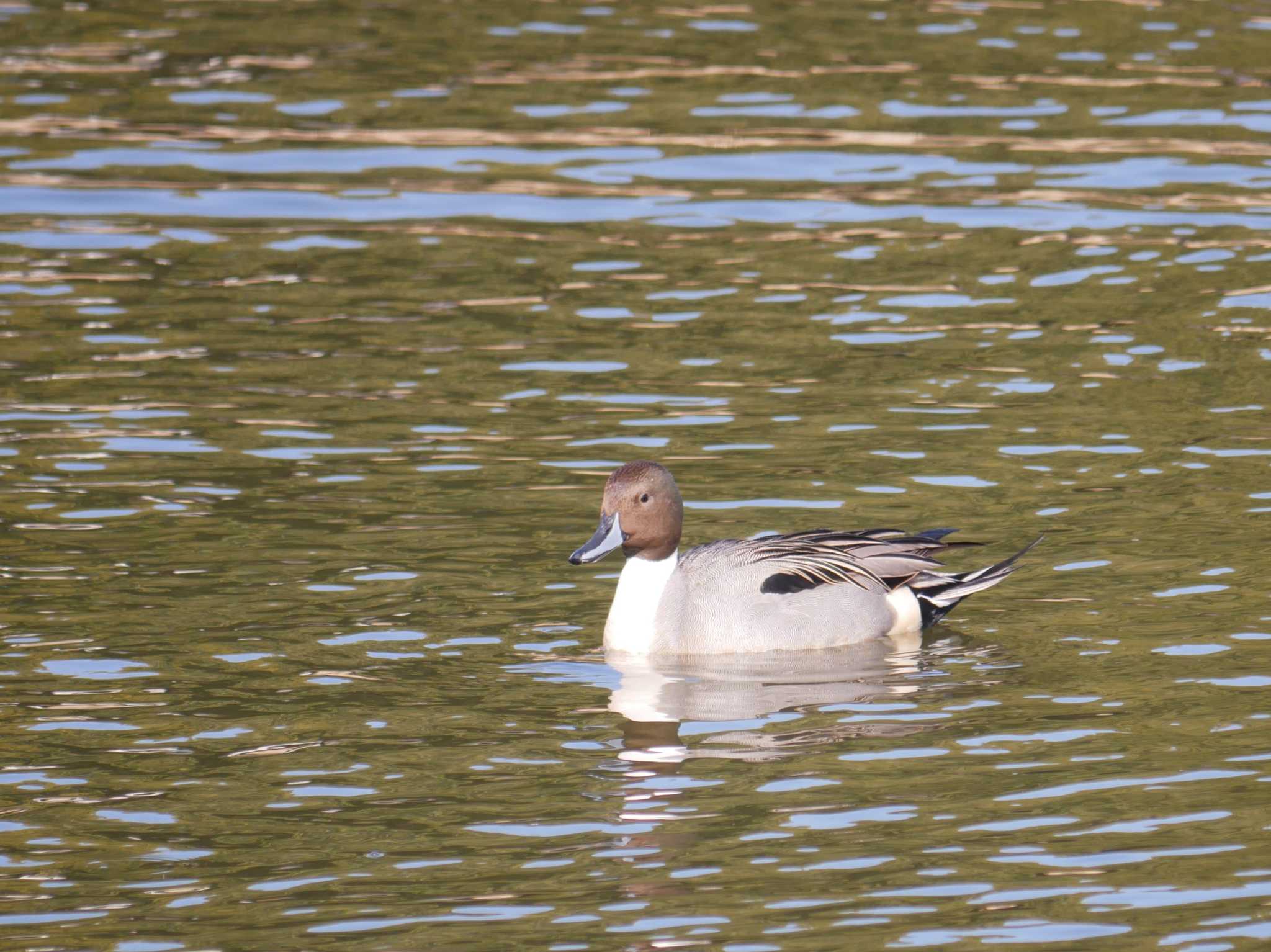 Photo of Northern Pintail at 辰巳公園(長野県) by toriharu