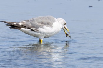 Black-tailed Gull 蒲生干潟(仙台市) Sun, 8/14/2022