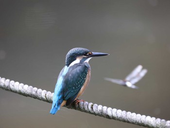 カワセミ 横浜市 2022年8月15日(月)