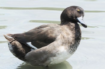 キンクロハジロ 東京港野鳥公園 2022年8月14日(日)