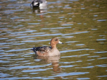 Eurasian Wigeon 辰巳公園(長野県) Sat, 1/20/2018