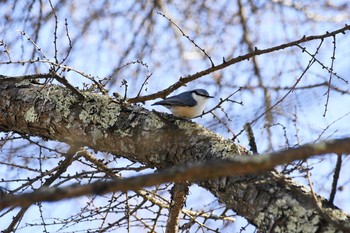 ゴジュウカラ 長野県 撮影日未設定