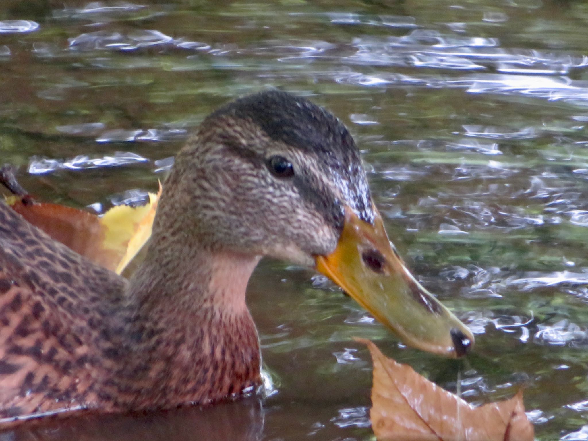 中島公園 マガモの写真 by xuuhiro