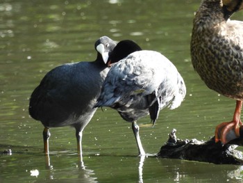 Eurasian Coot Chikozan Park Sat, 7/9/2022