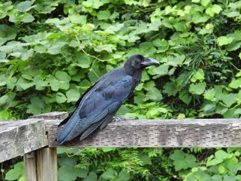 Large-billed Crow Chikozan Park Sat, 7/9/2022