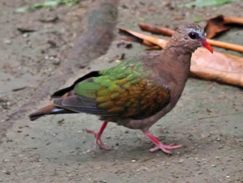 オーストラリアキンバト キャンベルタウン野鳥の森 2022年8月13日(土)