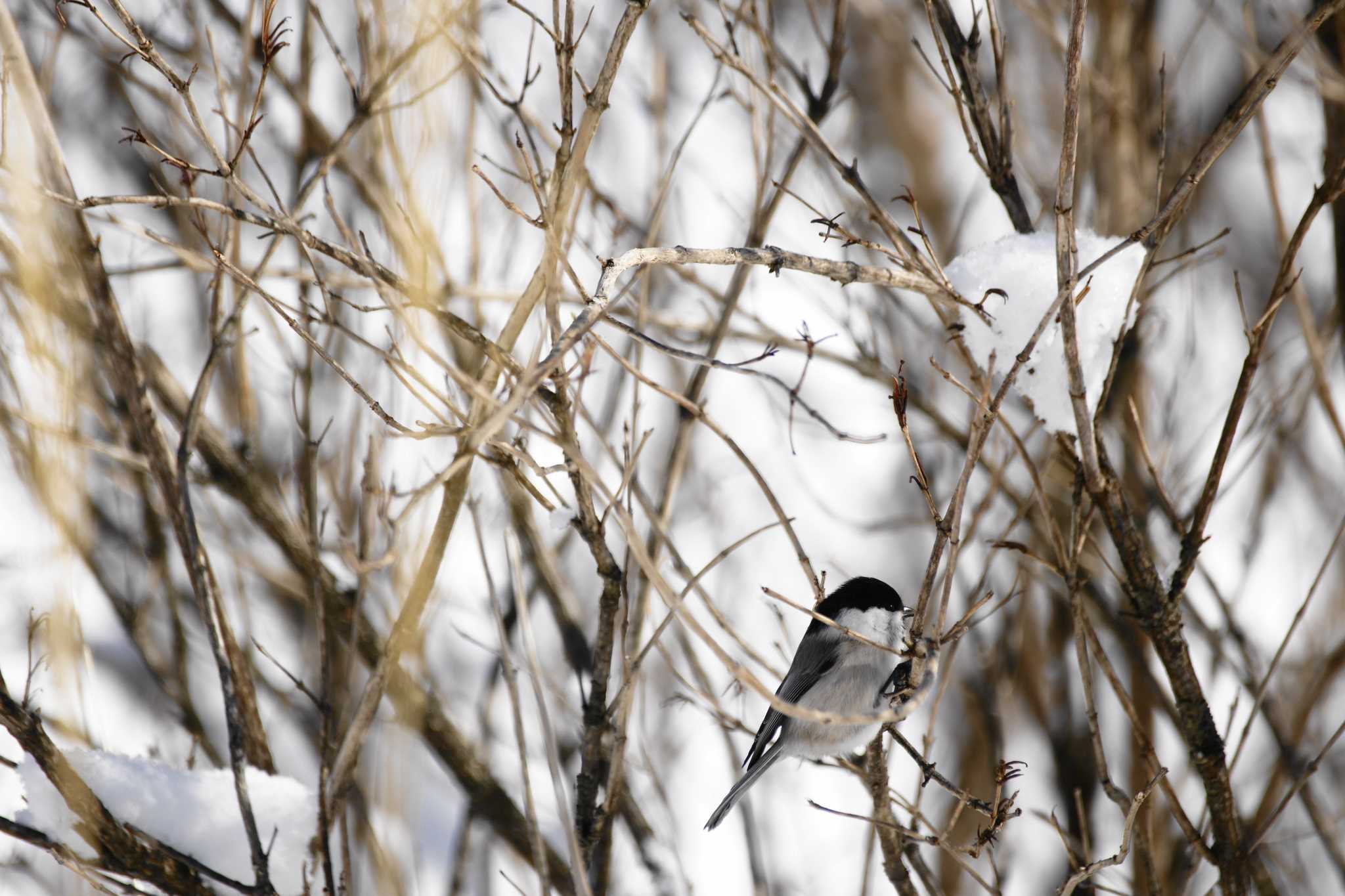 Photo of Willow Tit at 長野県 by bea