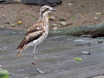 オーストラリアイシチドリ キャンベルタウン野鳥の森 2022年8月13日(土)