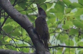 Japanese Green Woodpecker 八東ふる里の森 Mon, 8/8/2022