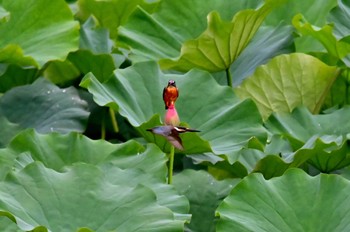 カワセミ 富士吉田市 2022年8月14日(日)