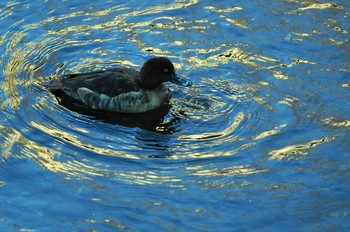 Tufted Duck Nogawa Unknown Date