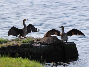 Great Cormorant Lake Toya (Toyako) Sun, 8/14/2022