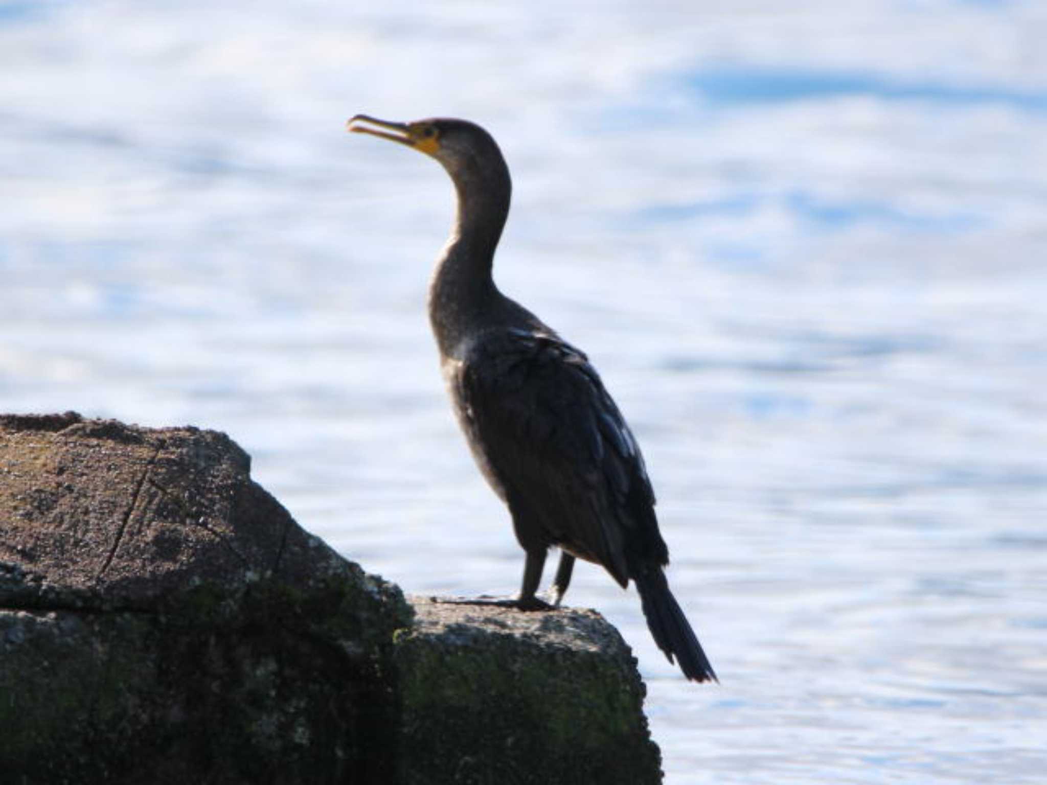 Photo of Great Cormorant at Lake Toya (Toyako) by キムドン
