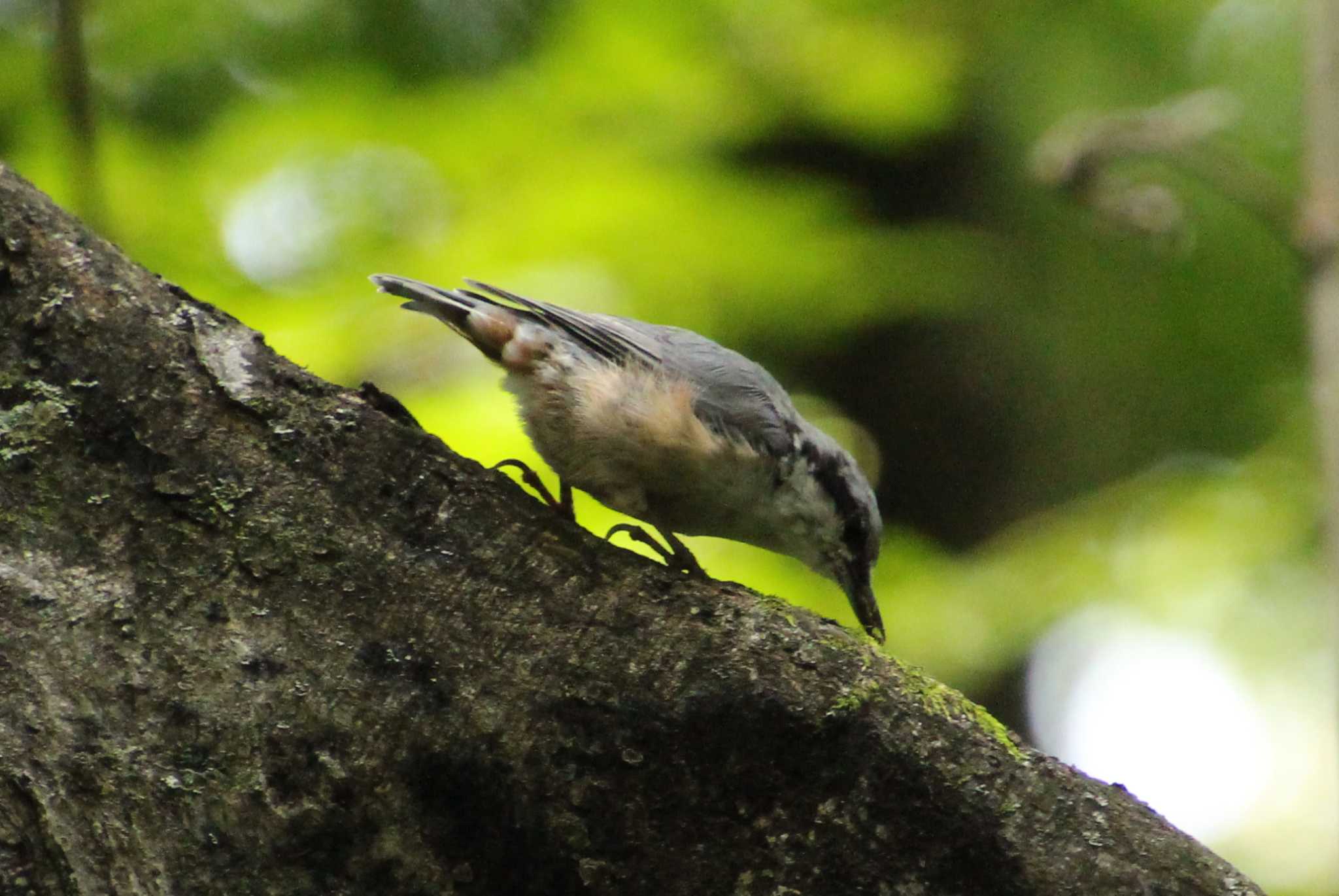 Photo of Eurasian Nuthatch at 那須平成の森 by ゆづ
